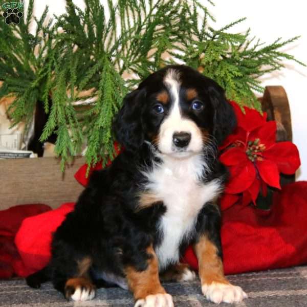 Jaden, Bernedoodle Puppy