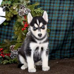 Jaden, Siberian Husky Puppy