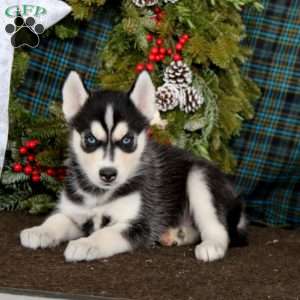 Jaden, Siberian Husky Puppy