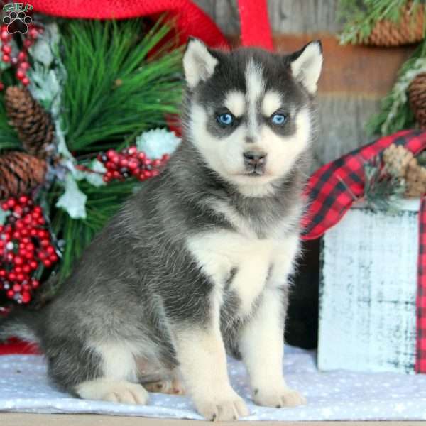 Jake, Pomsky Puppy