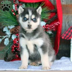 Jake, Pomsky Puppy