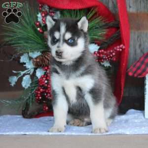 Jake, Pomsky Puppy