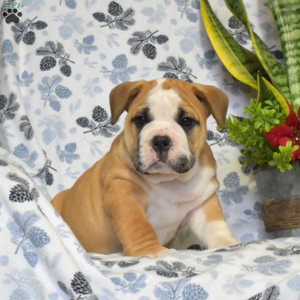 James, Olde English Bulldogge Puppy