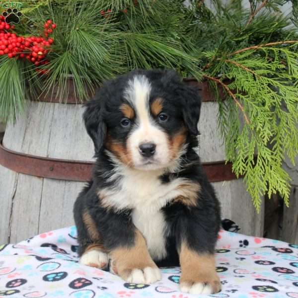 James, Bernese Mountain Dog Puppy