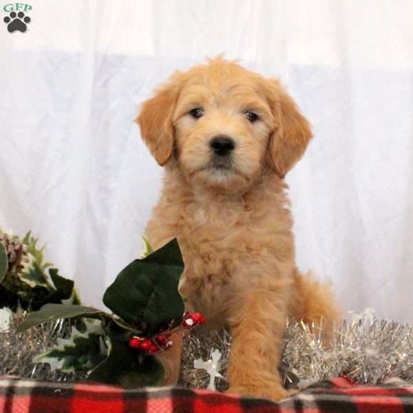 James, Goldendoodle Puppy