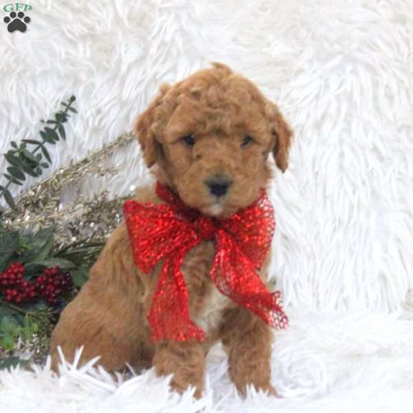 Jamie, Mini Goldendoodle Puppy