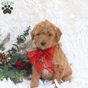 Jamie, Mini Goldendoodle Puppy