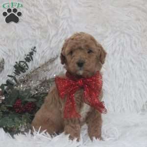 Jamie, Mini Goldendoodle Puppy