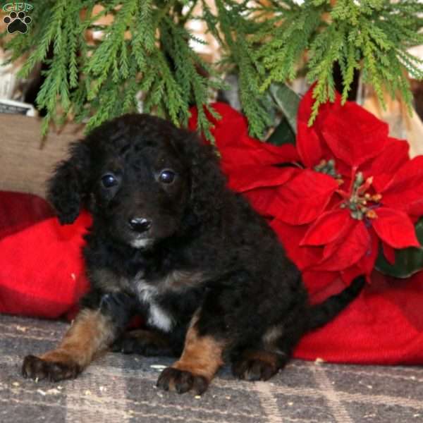 Janae, Bernedoodle Puppy