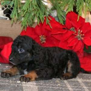 Janae, Bernedoodle Puppy