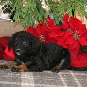 Janae, Bernedoodle Puppy