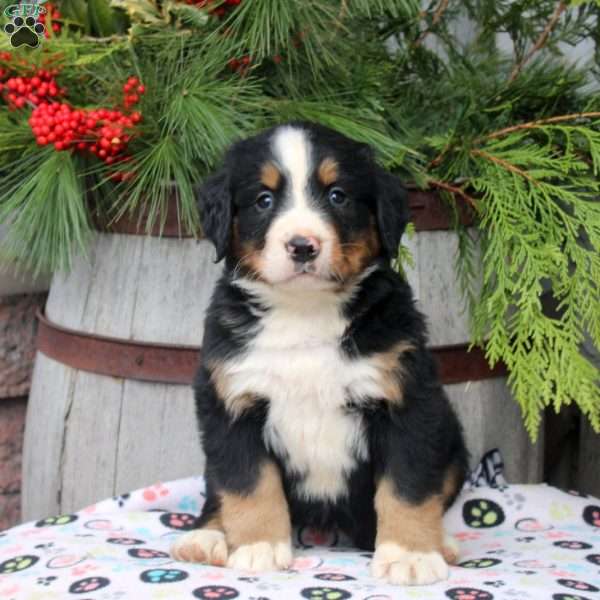 Jane, Bernese Mountain Dog Puppy