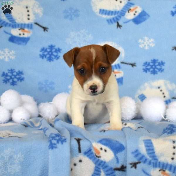 Jane, Jack Russell Terrier Puppy