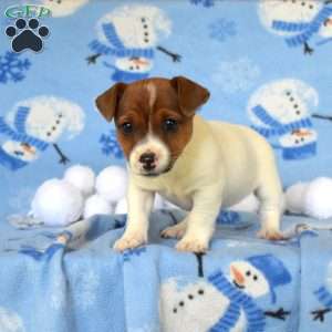 Jane, Jack Russell Terrier Puppy