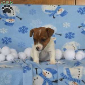 Jane, Jack Russell Terrier Puppy