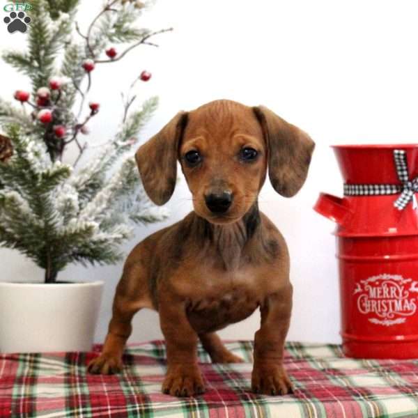 Jane-Mini, Dachshund Puppy