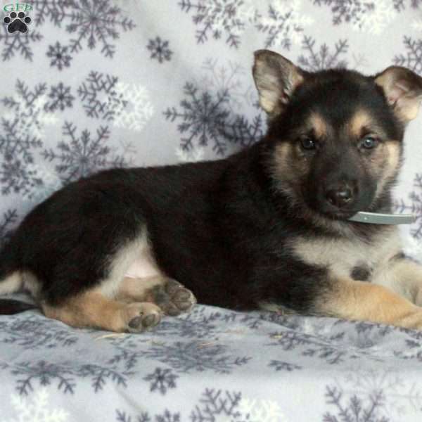 Janet, German Shepherd Puppy