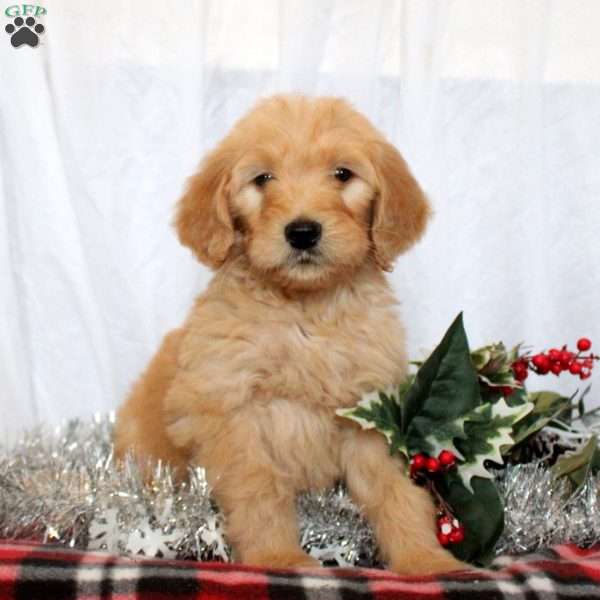 Jared, Goldendoodle Puppy