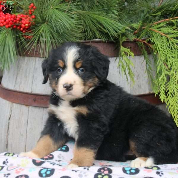 Jasmine, Bernese Mountain Dog Puppy