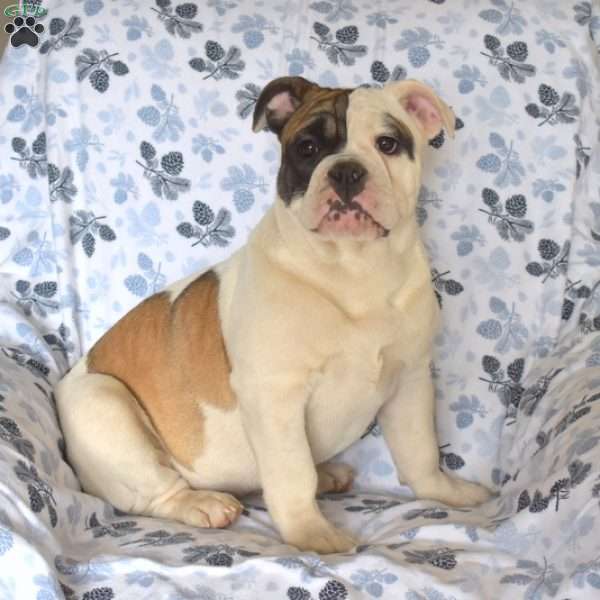 Jasmine, Olde English Bulldogge Puppy