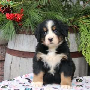 Jasmine, Bernese Mountain Dog Puppy