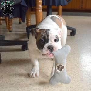 Jasmine, Olde English Bulldogge Puppy