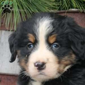 Jasmine, Bernese Mountain Dog Puppy