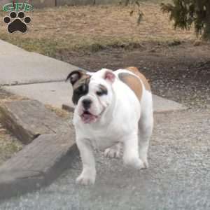 Jasmine, Olde English Bulldogge Puppy