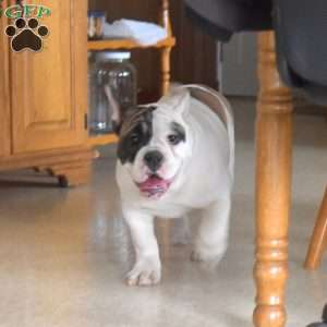 Jasmine, Olde English Bulldogge Puppy