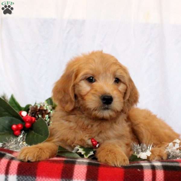 Jasmine, Goldendoodle Puppy