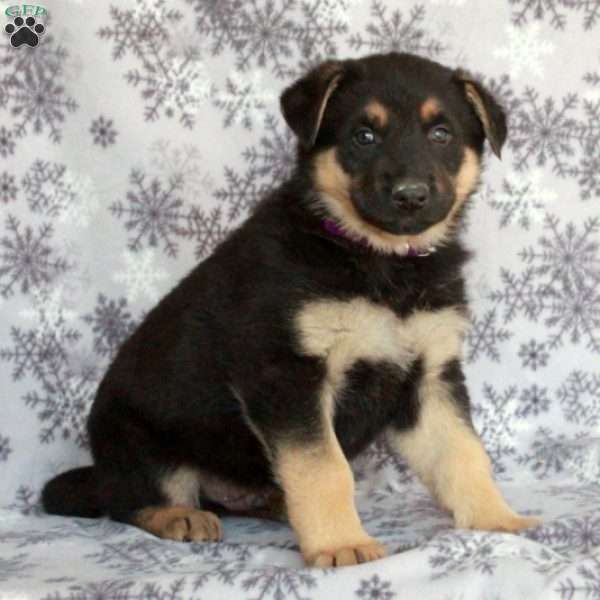 Jason, German Shepherd Puppy