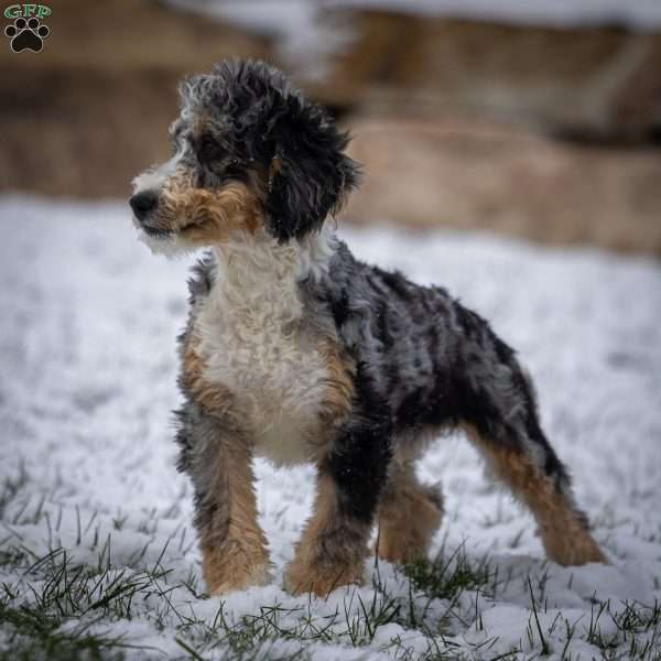 Jasper, Mini Bernedoodle Puppy