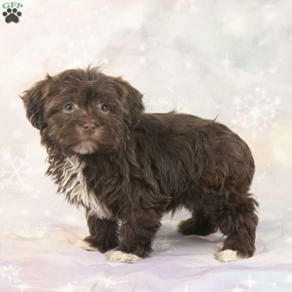 Jasper, Havanese Puppy