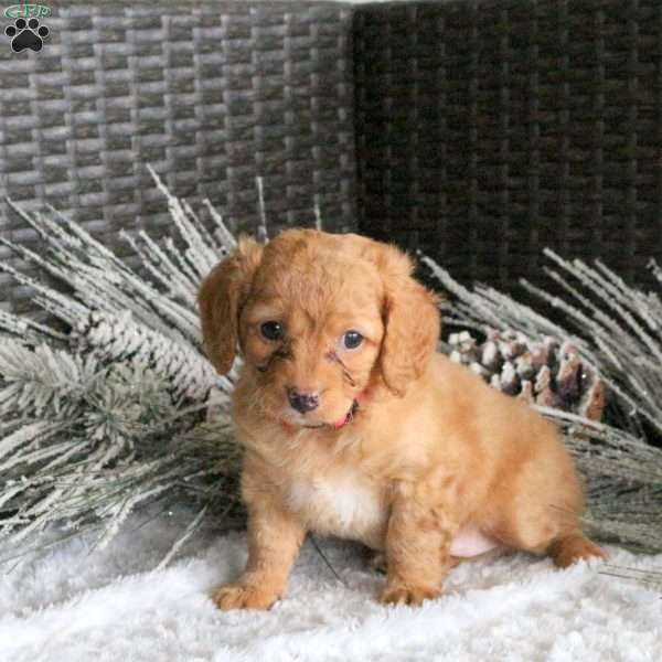 Jasper, Cavapoo Puppy