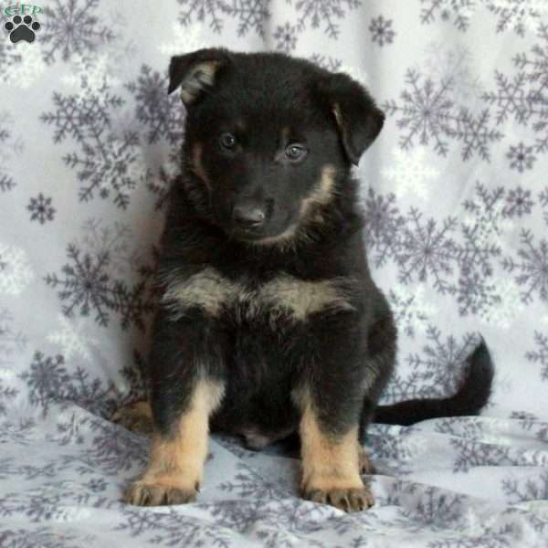 Jasper, German Shepherd Puppy