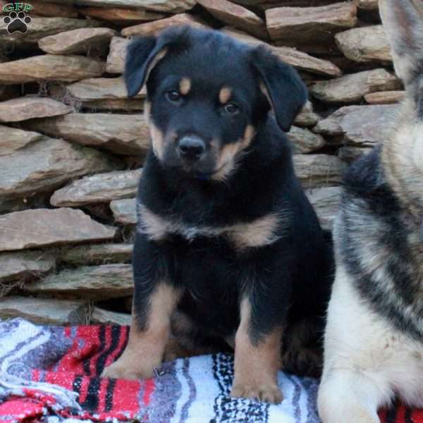 Jasper, German Shepherd Mix Puppy