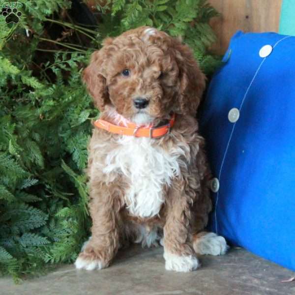 Jasper, Mini Goldendoodle Puppy