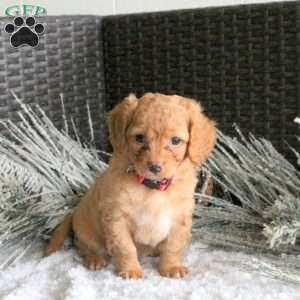 Jasper, Cavapoo Puppy