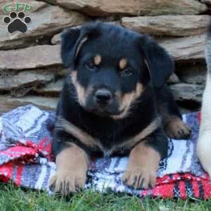 Jasper, German Shepherd Mix Puppy