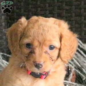 Jasper, Cavapoo Puppy