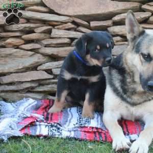 Jasper, German Shepherd Mix Puppy