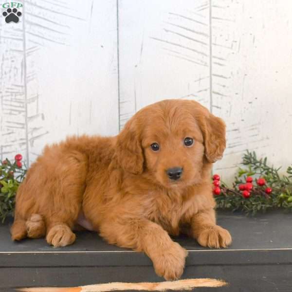 Jay, Mini Goldendoodle Puppy