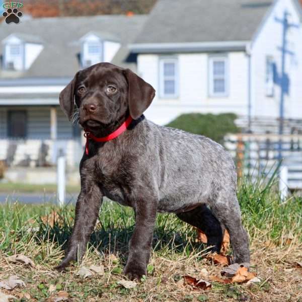 Jayda, German Shorthaired Pointer Puppy