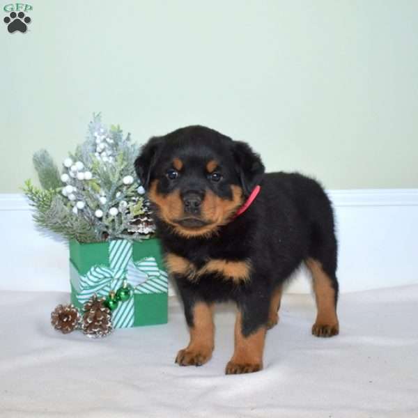 Jazzy, Rottweiler Puppy