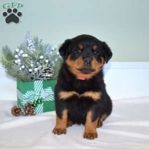 Jazzy, Rottweiler Puppy