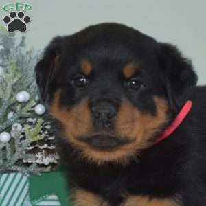 Jazzy, Rottweiler Puppy