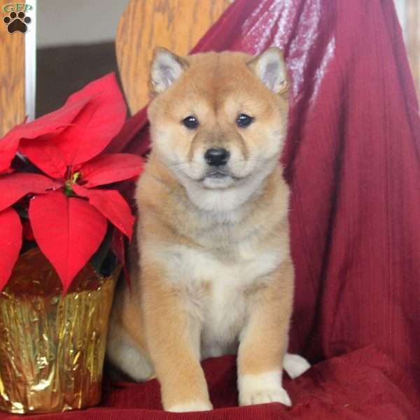 Jellybean, Shiba Inu Puppy