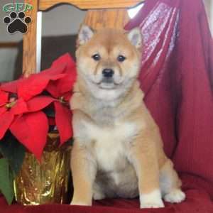 Jellybean, Shiba Inu Puppy