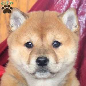 Jellybean, Shiba Inu Puppy