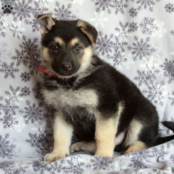 Jellybean, German Shepherd Puppy